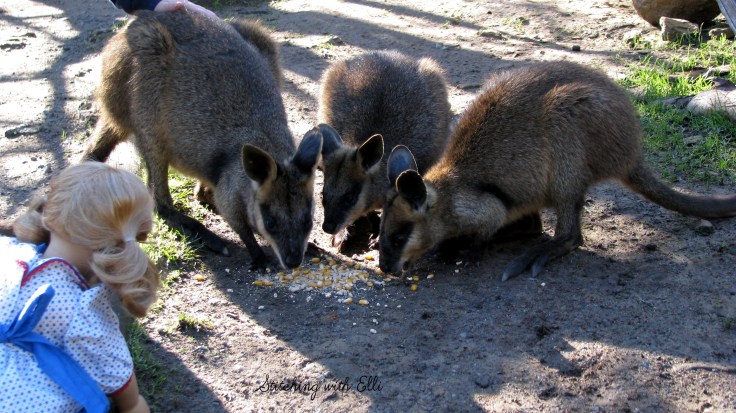 Bridget and Debbie explore a wildlife park in Australia! see more of their adventures at www.stitchingwithelli.com